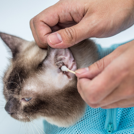 Cleaning a cat’s ear while it sits calmly in the grooming bag