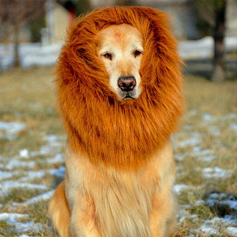 Golden retriever in the lion mane