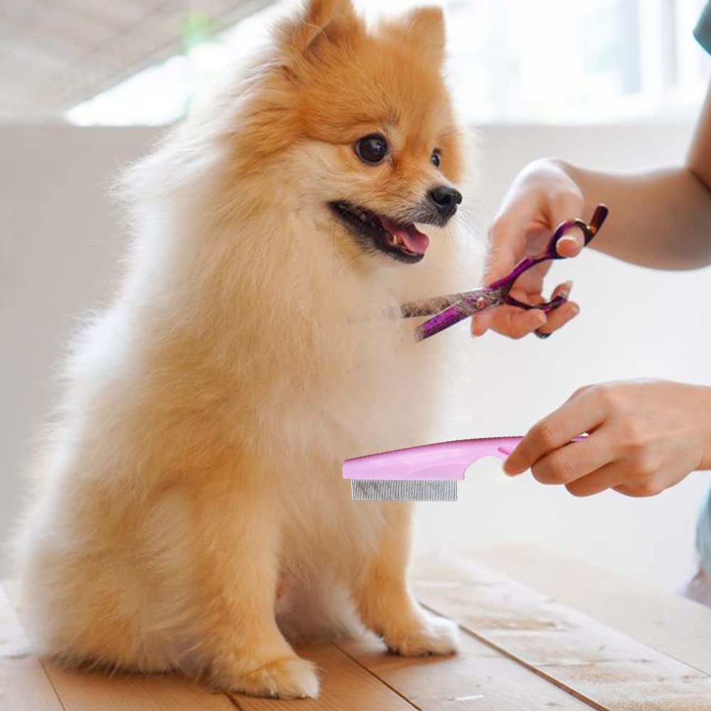 Combing a Pomeranian with the fine-tooth comb