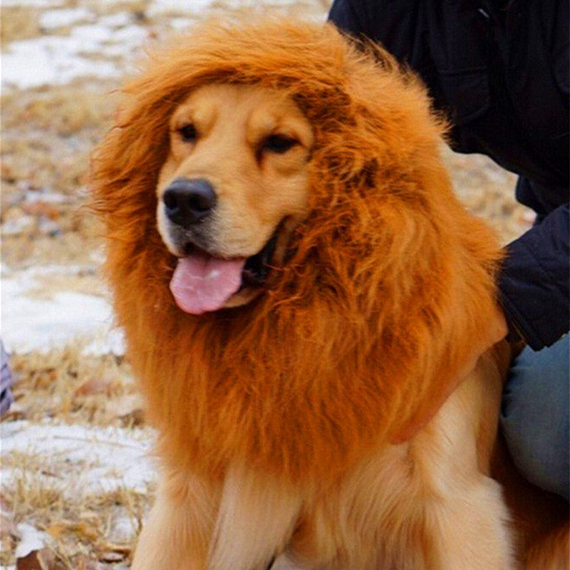 Close-up of a dog in the lion mane