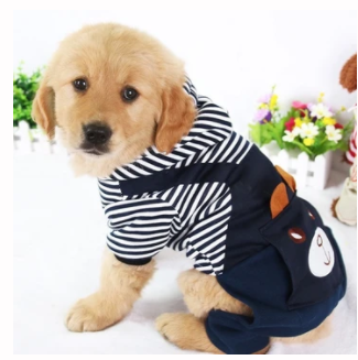 Puppy wearing the bear overalls