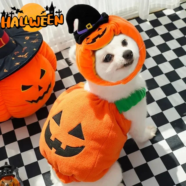 Small white dog in the pumpkin costume and witch hat hood