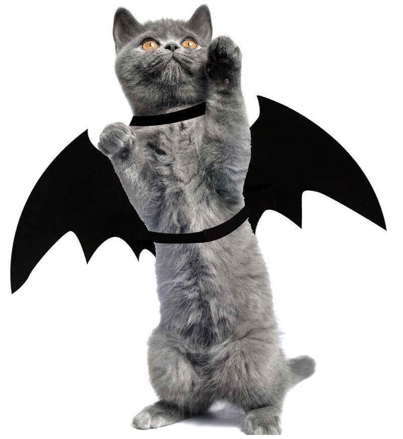Grey cat in bat wings