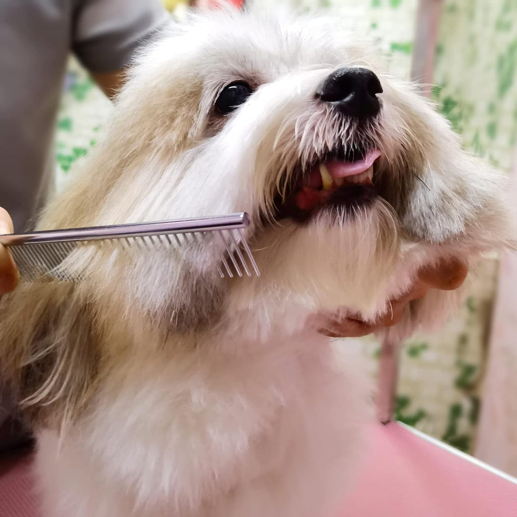 Combing a small fluffy dog with the steel comb