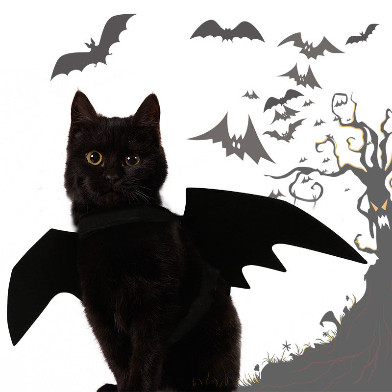 Black cat wearing bat wings