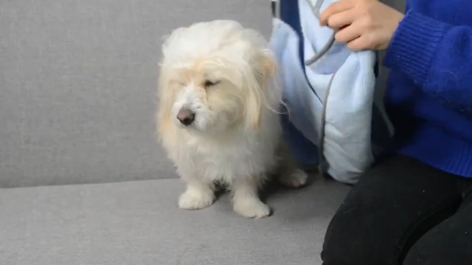 Small dog in a quick-dry bathrobe towel (blue robe shown being put on)