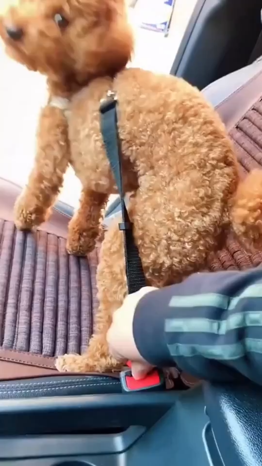 Pet Car Seat Belt Lead