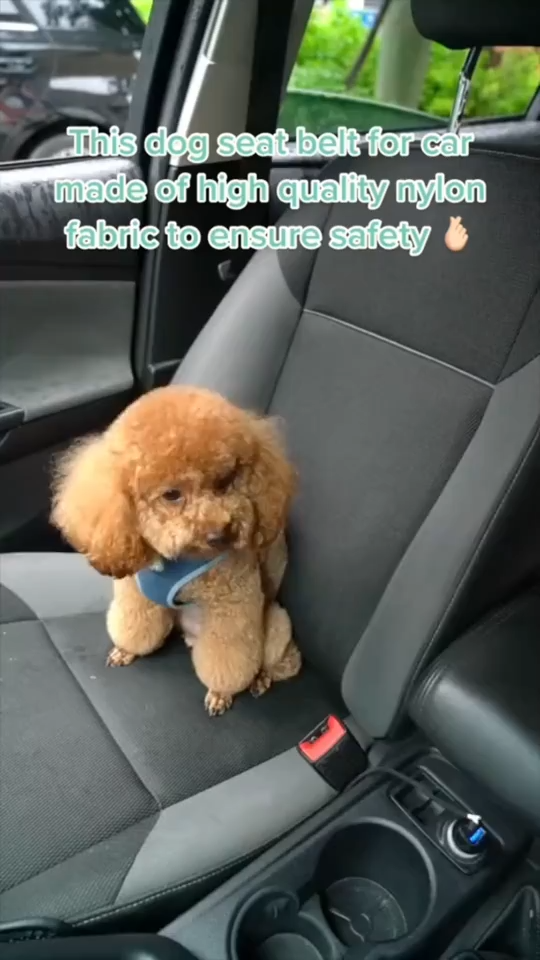 Pet Car Seat Belt Lead