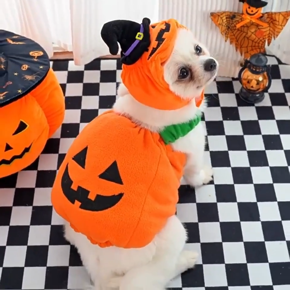 Dog sitting in the pumpkin costume